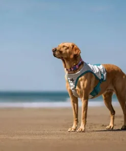 Best Non-stop Dogwear Cooling Vest Light gray/Teal Lightgray/Teal