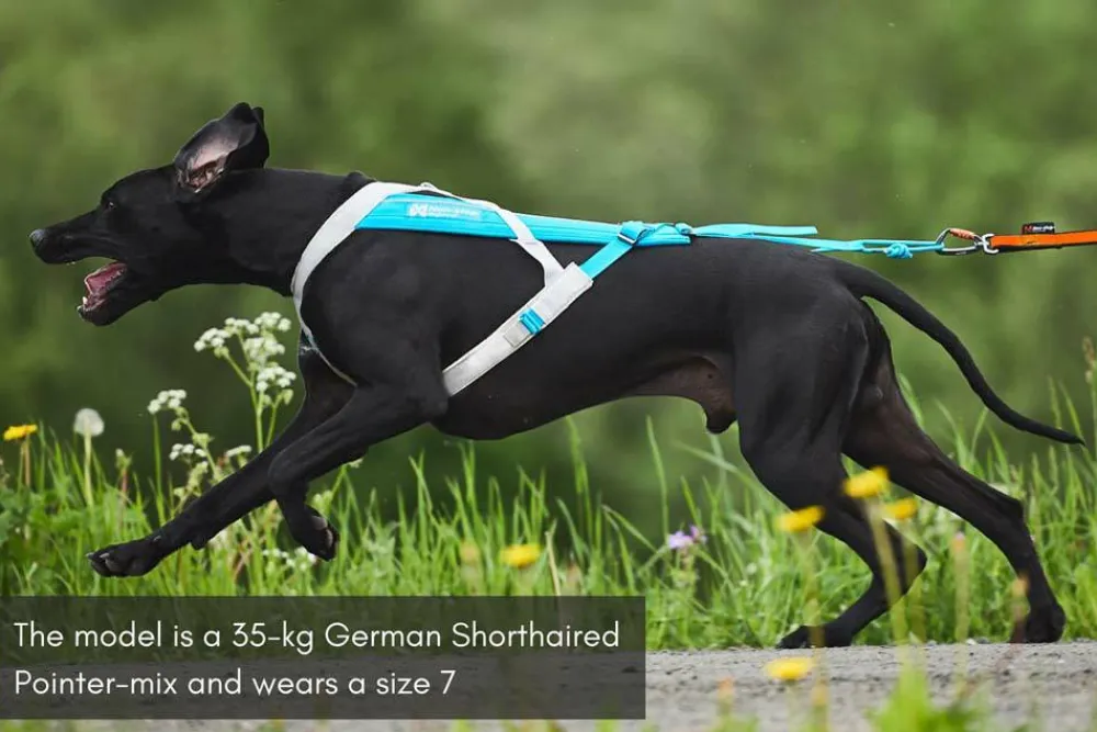 Discount Non-stop Dogwear Freemotion Harness 5.0 Size 3 Blue/Grey