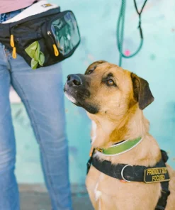 Sale OllyDog Flagstaff Reflective Comfort Collar Cactus