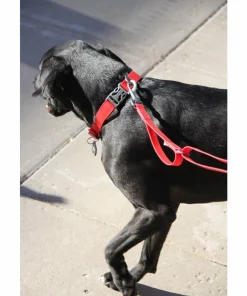Clearance OllyDog Tilden Collar Teal