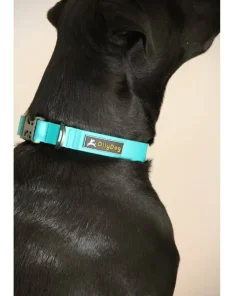 Clearance OllyDog Tilden Collar Teal